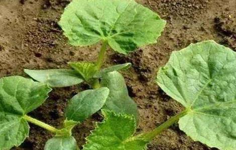 蔬菜使用植物激素的注意事项（蔬菜使用植物激素的注意事项有哪些）