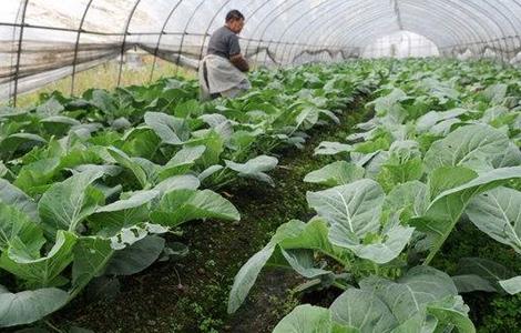 大棚蔬菜施肥 蔬菜施肥误区