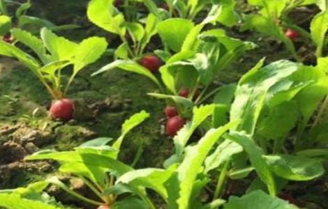 萝卜菜的种植方法 萝卜菜的种植方法和技术