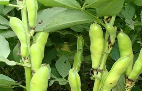 秋季种植什么（秋季种植什么好）