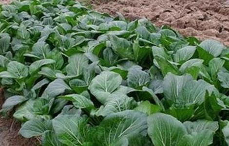 秋白菜该怎么浇水施肥 秋白菜该怎么浇水施肥视频