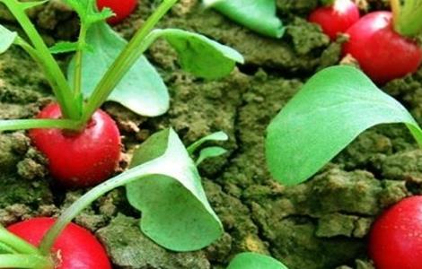 樱桃萝卜的种植注意事项 樱桃小萝卜的种植方法和时间