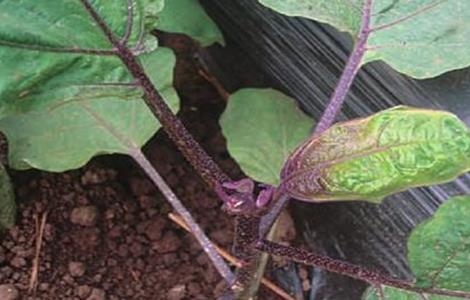 茄子徒长原因及防止措施 在茄子种植的过程中我们应该注意哪些问题
