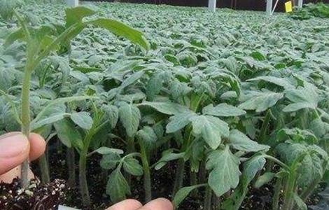 秋冬茬番茄栽培技术 秋冬茬番茄栽培技术与管理