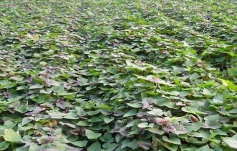 红薯苗的生长环境（红薯苗的生长环境条件）