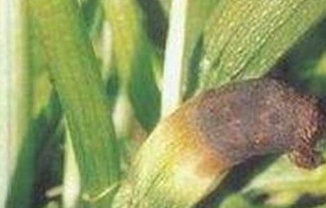 西葫芦化瓜是什么原因（西葫芦化瓜的原因及预防措施）