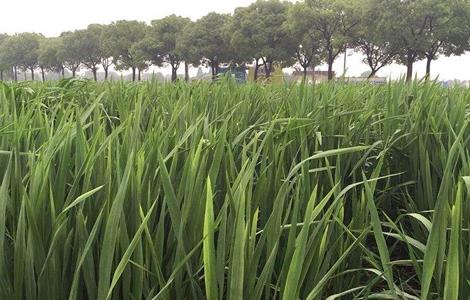 茭白的生长过程 茭白的生长过程图解