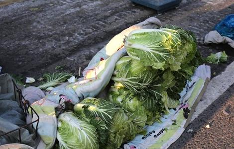 大白菜低温冻害的防治措施 大白菜低温冻害的防治措施视频