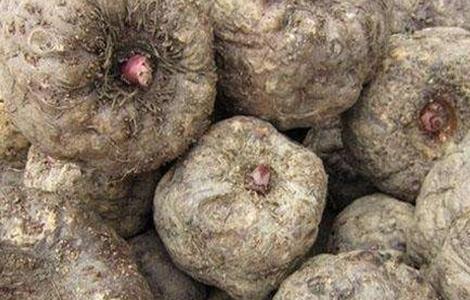 魔芋种子育苗技术 魔芋种子育苗技术与管理