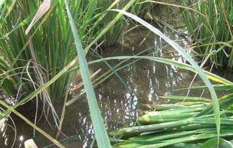 种植茭白如何追肥（种植茭白如何追肥呢）