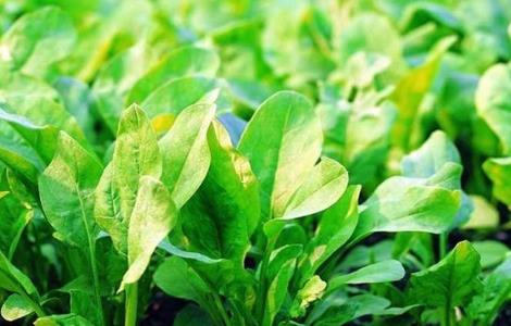 菠菜水肥管理要点（菠菜的水肥管理）