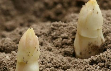 芦笋高产施肥技术(芦笋种植施肥技术)