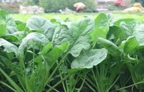 菠菜种子播种前怎么处理 菠菜种子播种前怎么处理视频