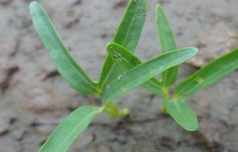 空心菜育苗技术要点（空心菜育苗技术要点是什么）