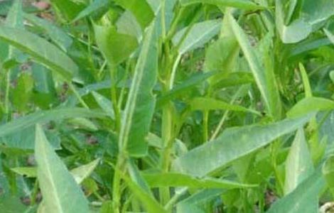 空心菜的生长环境（空心菜的生长环境是什么）