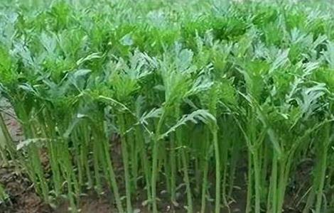 如何提高茼蒿产量 茼蒿的产量一亩地能产多少