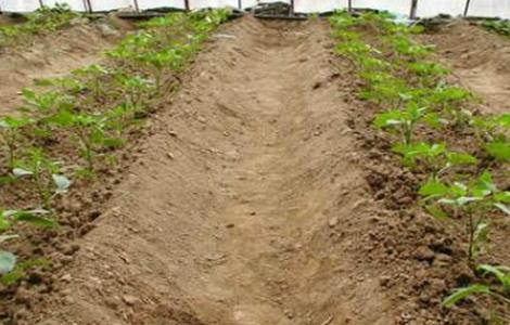 冬茬辣椒定植后该怎么管理（辣椒冬天怎么种植技术）