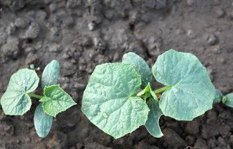 黄瓜僵苗原因和防止措施（黄瓜僵苗怎么办）