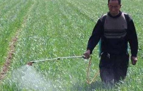 小麦冬前除草注意事项 小麦冬前除草注意事项有哪些