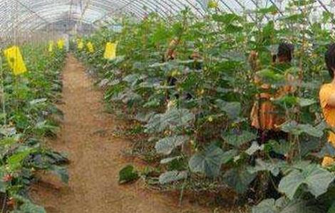 黄瓜的落蔓技术 黄瓜的落蔓技术操作要点