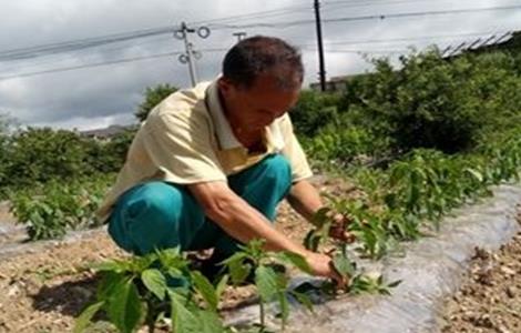 辣椒整枝打杈的作用和方法 辣椒整枝打杈的作用和方法图解