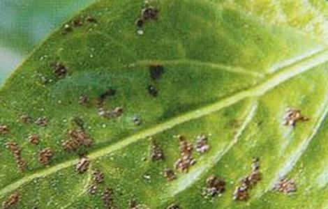 冬季种植蔬菜最易发生的四大病害（蔬菜病害发生特点）