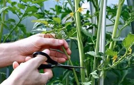 番茄整枝方法（番茄整枝方法图片）