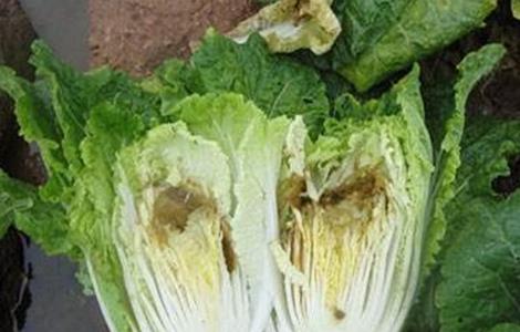 蔬菜缺钙怎么办 蔬菜缺钙怎么办呢