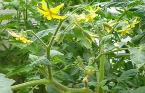 西红柿初花期管理要点 西红柿初花期管理要点是什么