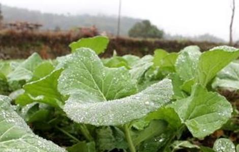 油菜冬季管理技术（油菜冬季管理技术指导小结）