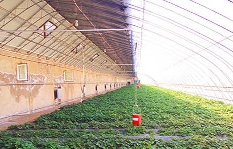 冬季蔬菜大棚滴水怎么解决(冬季蔬菜大棚滴水怎么解决问题)