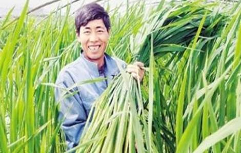 茭白的采收要点（茭白的采收要点有哪些）