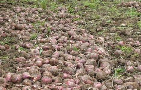 洋葱缺苗的原因 洋葱苗不长是什么原因