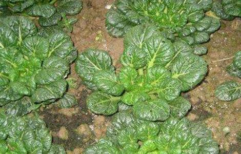 乌塌菜的种植时间和方法 乌塌菜的种植时间和方法图片