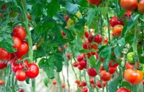 西红柿长不大怎么办（西红柿长不大个怎么回事）