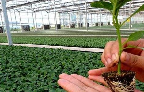 甜椒的苗期管理技术（种植甜椒的田间管理）