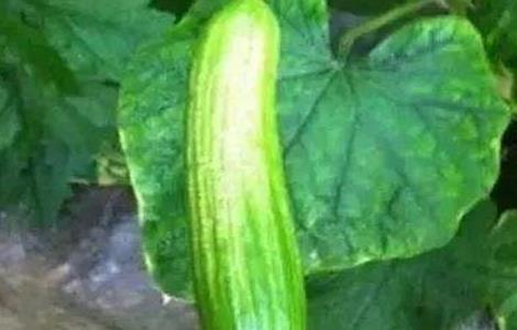 黄瓜皴皮的原因及防治方法 小黄瓜皴皮的解决方案