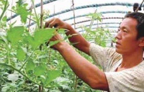 西红柿的摘心方法 西红柿的摘心方法是什么