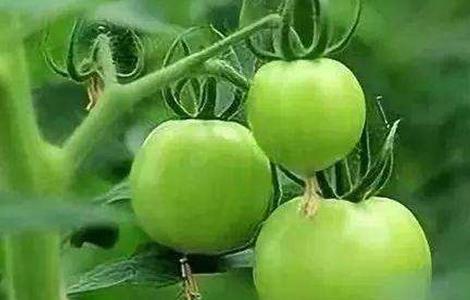 西红柿不膨果的原因及解决办法（西红柿不膨果的原因及解决办法是什么）
