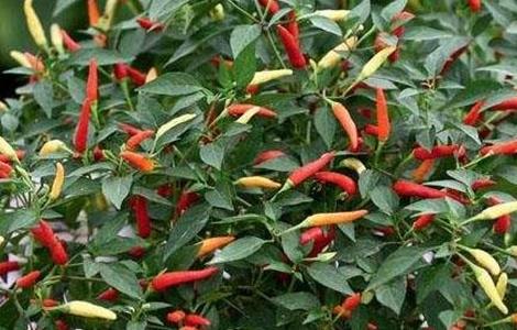 如何提高彩椒的坐果率 如何提高彩椒的坐果率的方法