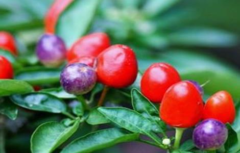 如何提高彩椒的坐果率