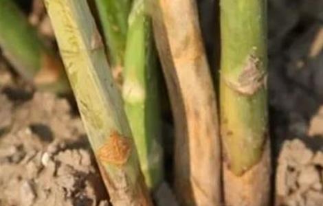 芦笋茎枯病的防治方法 芦笋茎枯病的防治方法视频