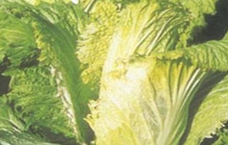 大白菜怎样防止低温冻害 大白菜防冻措施