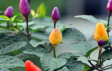 五彩椒的施肥方法（五彩椒怎么施肥）