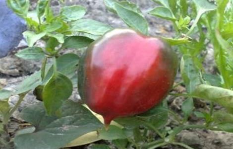 彩椒死棵原因及防治方法 五彩椒死苗是什么原因