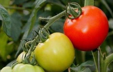 西红柿转色期管理技术（西红柿转色期可以浇水吗）