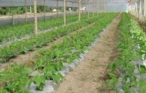 冬季大棚蔬菜管理误区（冬季大棚蔬菜如何管理）