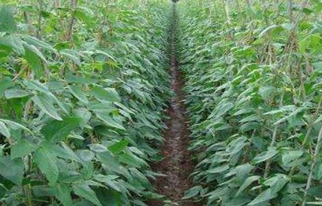 豆类蔬菜怎么施肥（豆类蔬菜怎么施肥最好）