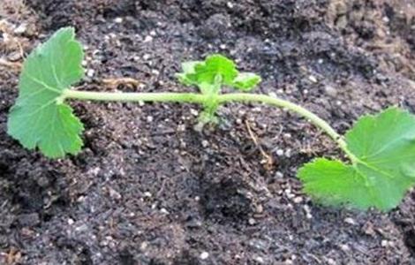 西葫芦冬季育苗技术 西葫芦育苗方法