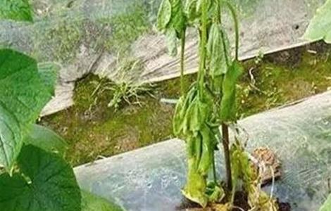 蔬菜倒苗原因及防治方法（蔬菜倒苗原因及防治方法视频）